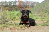 BEAUCERON 369